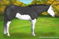 Horse Color:Smoky Black Splash