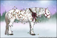 Horse Color:Brown Roan Appaloosa 