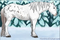 Horse Color:Brown Appaloosa 