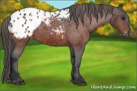 Horse Color:Bay Appaloosa 