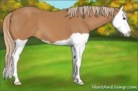Horse Color:Chestnut Splash 