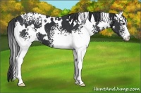 Horse Color:White Spotted Black