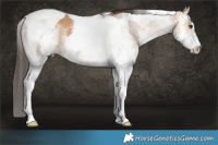 Horse Color:White Spotted Brown Dun Tobiano
