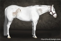 Horse Color:White Spotted Brown Dun Tobiano