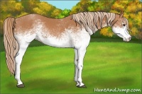 Horse Color:White Spotted Chestnut 