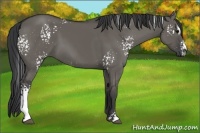 Horse Color:White Spotted Grullo Sabino
