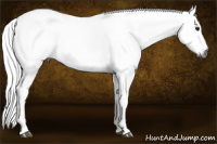 Horse Color:Gray White Spotted Grullo 