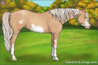 Horse Color:Silver Amber Champagne Frame 