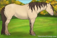Horse Color:Amber Champagne Dun 