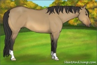Horse Color:Buckskin Dun