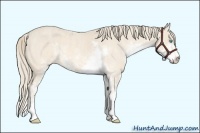 Horse Color:Perlino Sabino Brindle