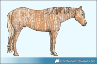 Horse Color:Cremello Sabino  Brindle