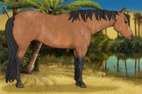 Horse Color:Bay Splash Frame  Brindle