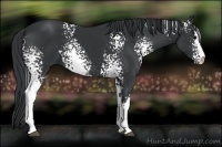 Horse Color:White Spotted Black 