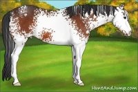 Horse Color:White Spotted Bay 
