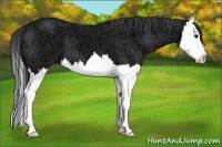Horse Color:Black Ice Splash 