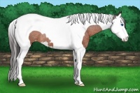 Horse Color:Brown Splash Tobiano Varnish Rabicano 