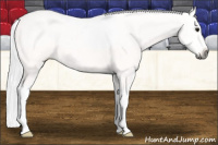 Horse Color:Gray White Spotted Bay Frame Appaloosa