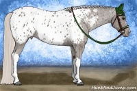 Horse Color:Silver Black Near Leopard 