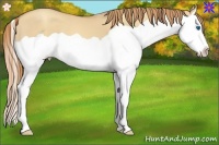 Horse Color:Gold Champagne Dun Splash