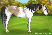 Horse Color:White Spotted Bay Roan Dun Splash 