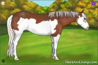 Horse Color:Silver Bay Splash Frame