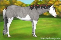 Horse Color:Grullo Roan Splash 