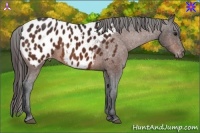 Horse Color:Bay Appaloosa 