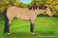 Horse Color:Bay Dun 