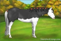 Horse Color:Smoky Black Splash