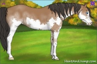 Horse Color:Bay Splash