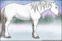 Horse Color:Brown Appaloosa 