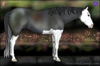 Horse Color:Black Splash