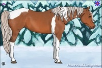 Horse Color:Silver Bay Tobiano