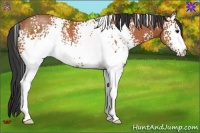 Horse Color:White Spotted Bay Rabicano 