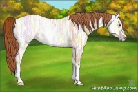 Horse Color:Red Dun Ice Rabicano