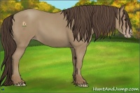 Horse Color:Classic Champagne 