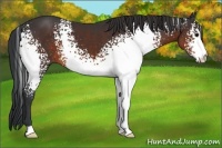 Horse Color:White Spotted Brown 