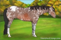 Horse Color:Bay Ice Appaloosa