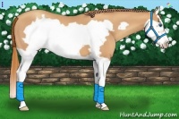 Horse Color:Gold Champagne Splash Frame 