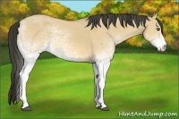 Horse Color:White Spotted Buckskin Dun 