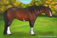 Horse Color:White Spotted Bay Rabicano