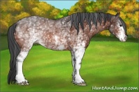 Horse Color:White Spotted Bay 