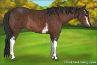 Horse Color:White Spotted Bay Rabicano Brindle