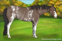 Horse Color:White Spotted Buckskin Rabicano 