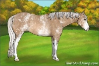 Horse Color:White Spotted Silver Buckskin Rabicano