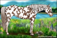 Horse Color:Chestnut Near Leopard 