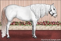 Horse Color:Bay Splash Tobiano Appaloosa Brindle