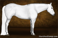 Horse Color:Gray Bay Rabicano 