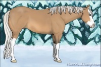 Horse Color:Silver Buckskin Splash